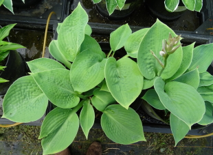 Spinach Patch