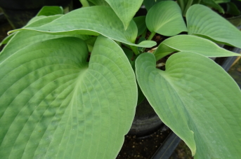 Spinach Patch