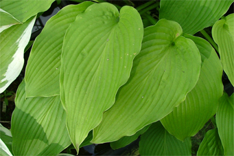 Starker Yellow Leaf