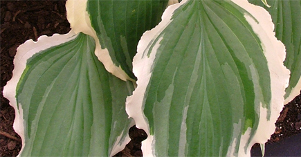 Tropical Dancer