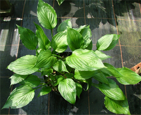 ventricosa Maculata