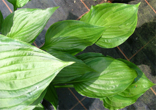 ventricosa Maculata