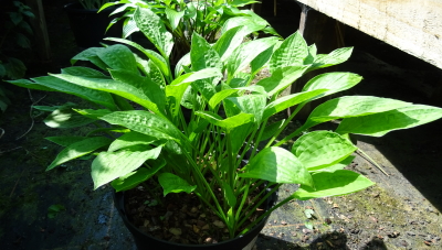 White Trumpets