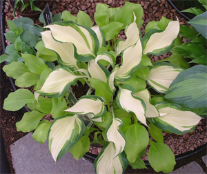 Potted hostas