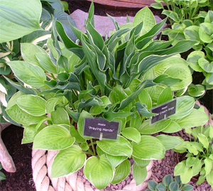 Potted hostas